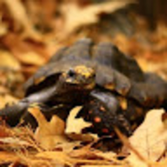 turtlerescuems